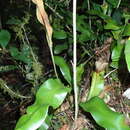 Image of Elaphoglossum angustatum (Schrad.) Hieron.