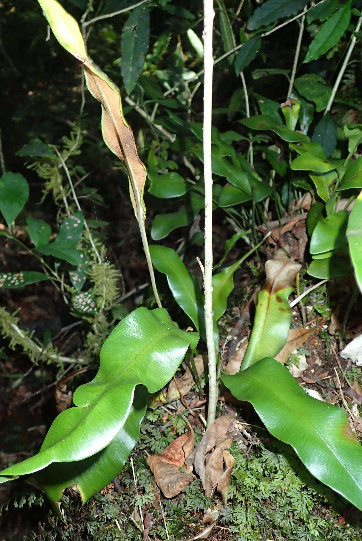 Elaphoglossum angustatum (Schrad.) Hieron. resmi