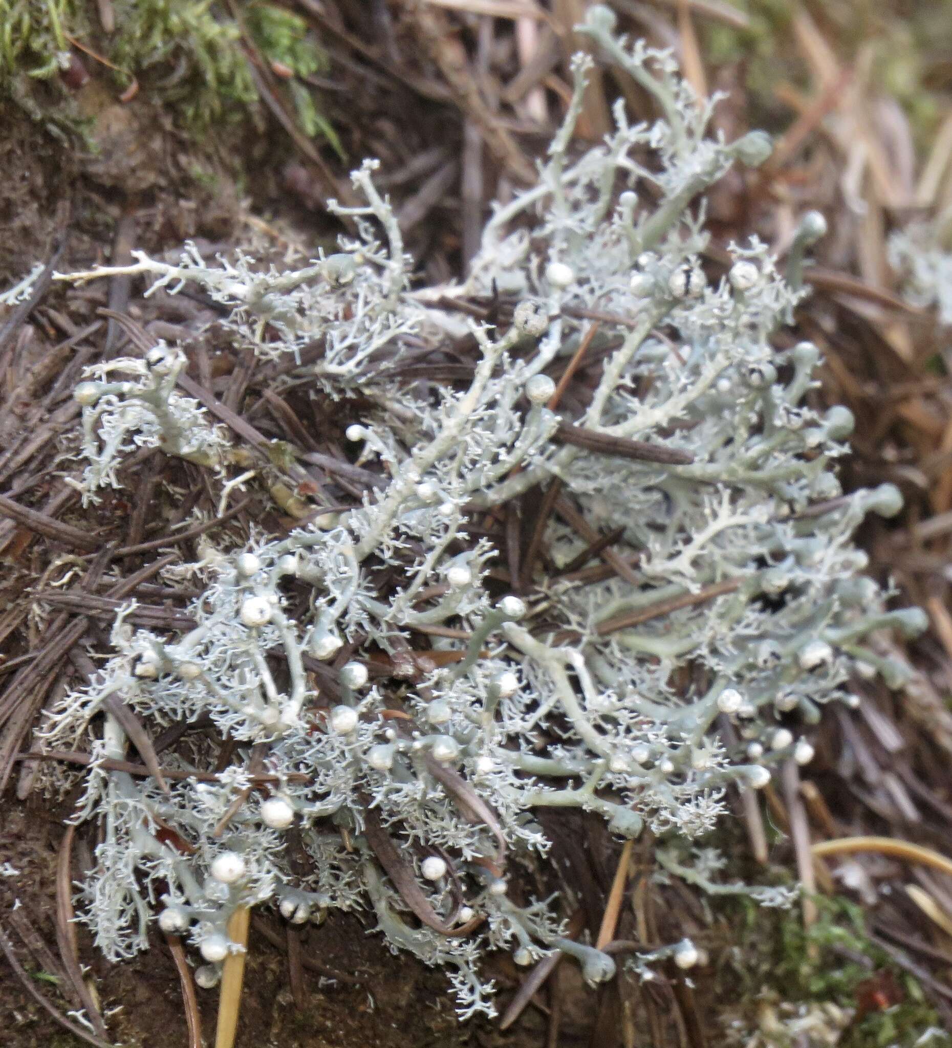 Image de Sphaerophorus tuckermanii Räsänen