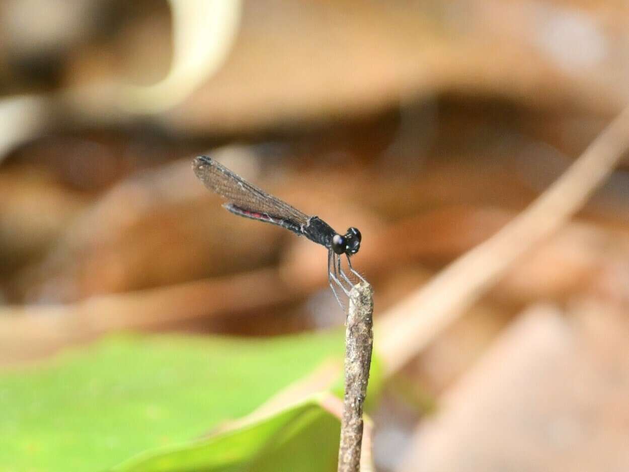 Libellago hyalina (Selys 1859)的圖片