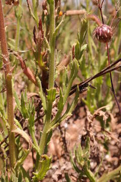 Image of Arctotis aspera L.