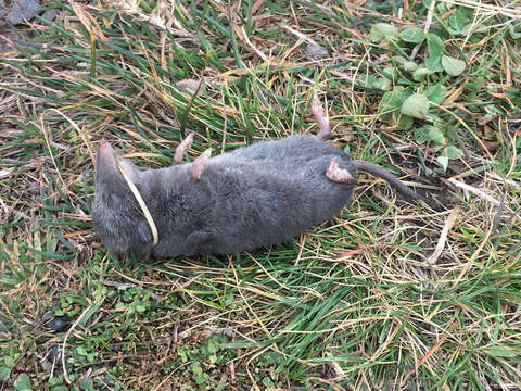 Image of American short-tailed shrew