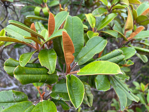 Image of Hibbertia pancheri (Pancher & Sebert) Briquet