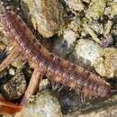 Image de Polydesmus complanatus illyricus Verhoeff 1898