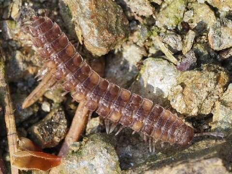 Image of Polydesmus complanatus illyricus Verhoeff 1898