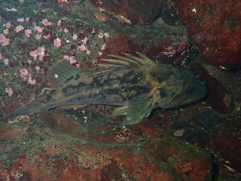 Image of Brown rockfish