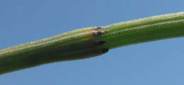 Image of Equisetum ramosissimum subsp. ramosissimum