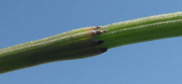 Слика од Equisetum ramosissimum subsp. ramosissimum