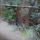 Image of Udzungwa Forest Partridge