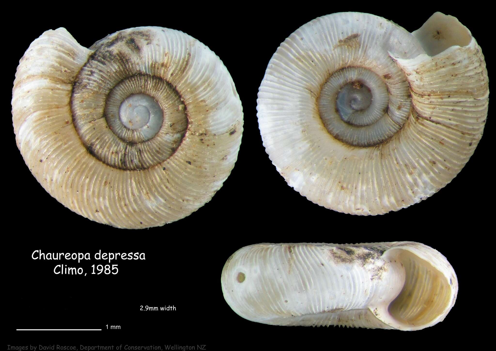 Image of Chaureopa depressa Climo 1985