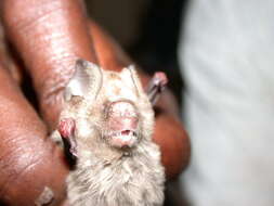 Image of Cape Leaf-nosed bat