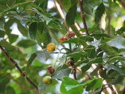 Imagem de Staphylea occidentalis subsp. occidentalis