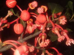 Image of Symphonia clusioides Baker