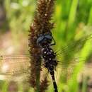 Image de Archaeosynthemis leachii (Selys 1871)