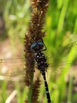 Image of Twinspot Tigertail