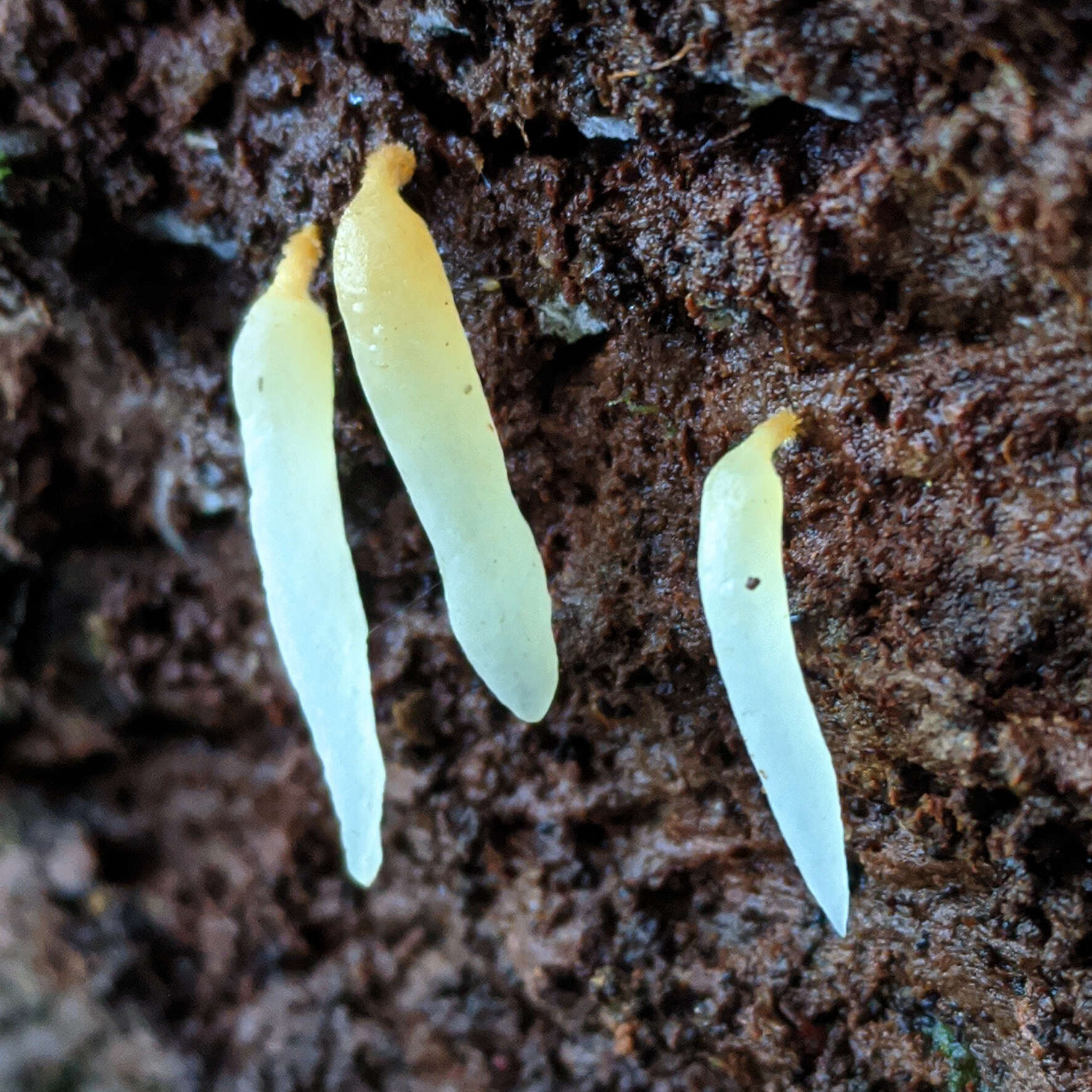 Image de Mucronella pendula (Massee) R. H. Petersen 1980