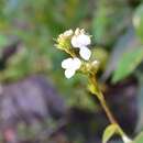 Image of Callisia gentlei var. macdougallii (Miranda) D. R. Hunt