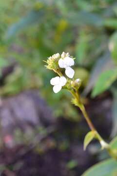 Image of Callisia gentlei var. macdougallii (Miranda) D. R. Hunt