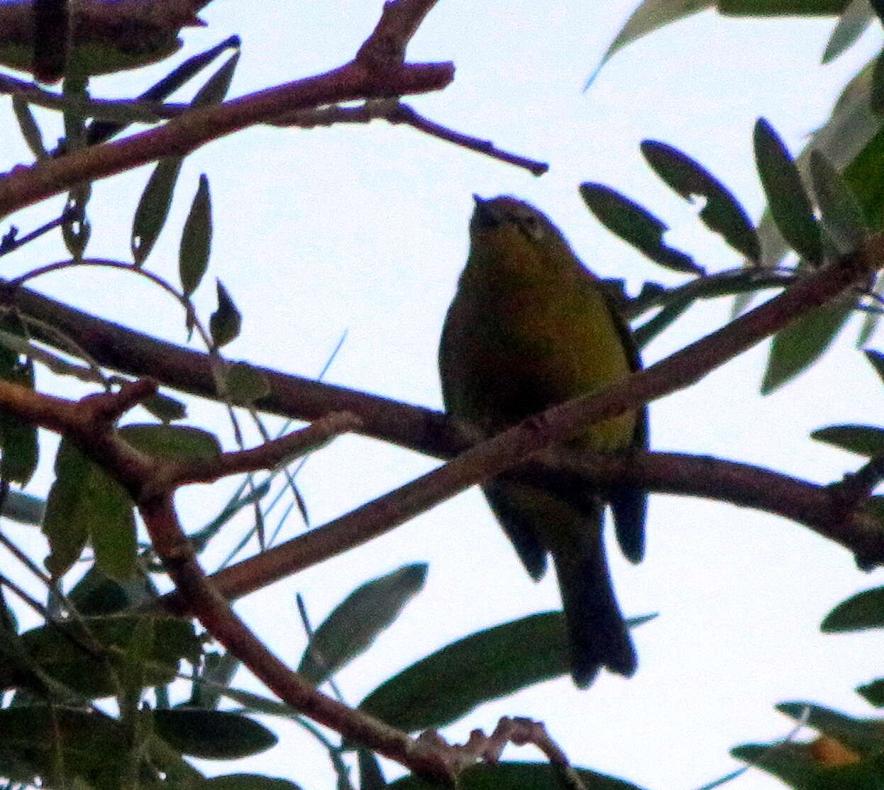 Image of Southern Yellow White-eye