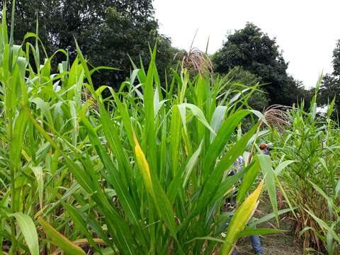 Image of perennial teosinte
