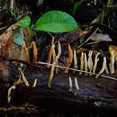 Image of Calocera (Fr.) Fr.