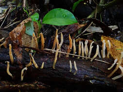 Image de Calocera (Fr.) Fr.