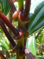 Image of Miconia amplinodis G. Umaña Dodero & F. Almeda