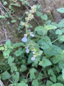 Imagem de Stachys natalensis Hochst.