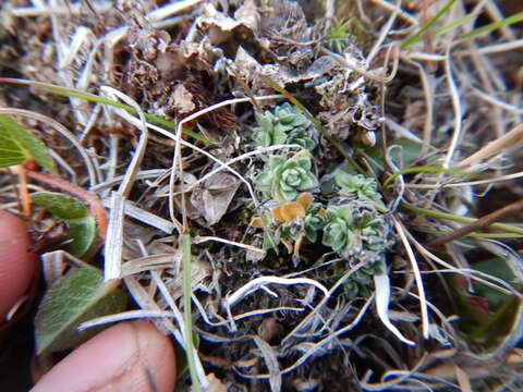 Image of smooth draba