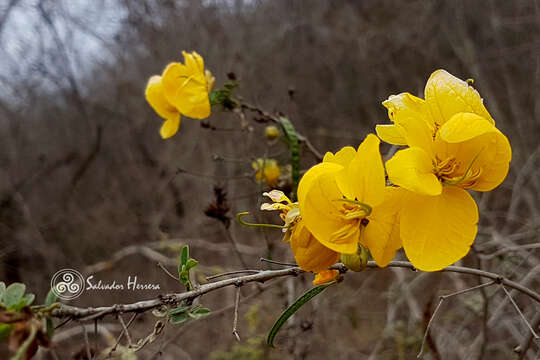 Image of Senna pallida (Vahl) H. S. Irwin & Barneby