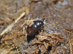 Image of Cercyon (Cercyon) melanocephalus (Linnaeus 1758)