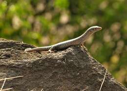 Image of Noronha skink