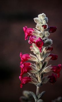 Image of <i>Pityrodia axillaris</i> (Endl.) Druce
