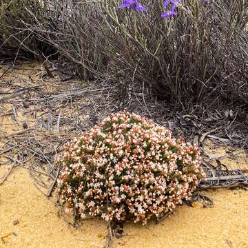 Sivun Monotaxis grandiflora Endl. kuva