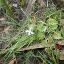 صورة Lobelia pubescens Aiton