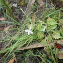 Imagem de Lobelia pubescens Aiton