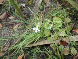 Imagem de Lobelia pubescens Aiton