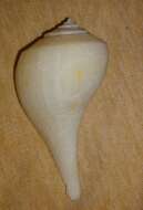 Image of pear whelk