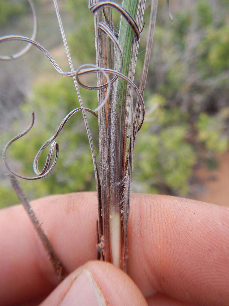 Image of Babiana teretifolia Goldblatt & J. C. Manning