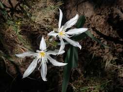 Imagem de Pancratium illyricum L.