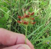 Psoralea rhombifolia Torr. & A. Gray的圖片