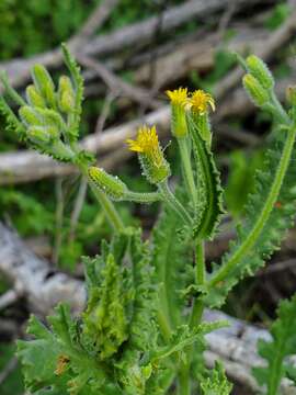 Plancia ëd Senecio consanguineus DC.