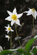 Image of Erythronium shastense D. A. York, J. K. Nelson & D. W. Taylor