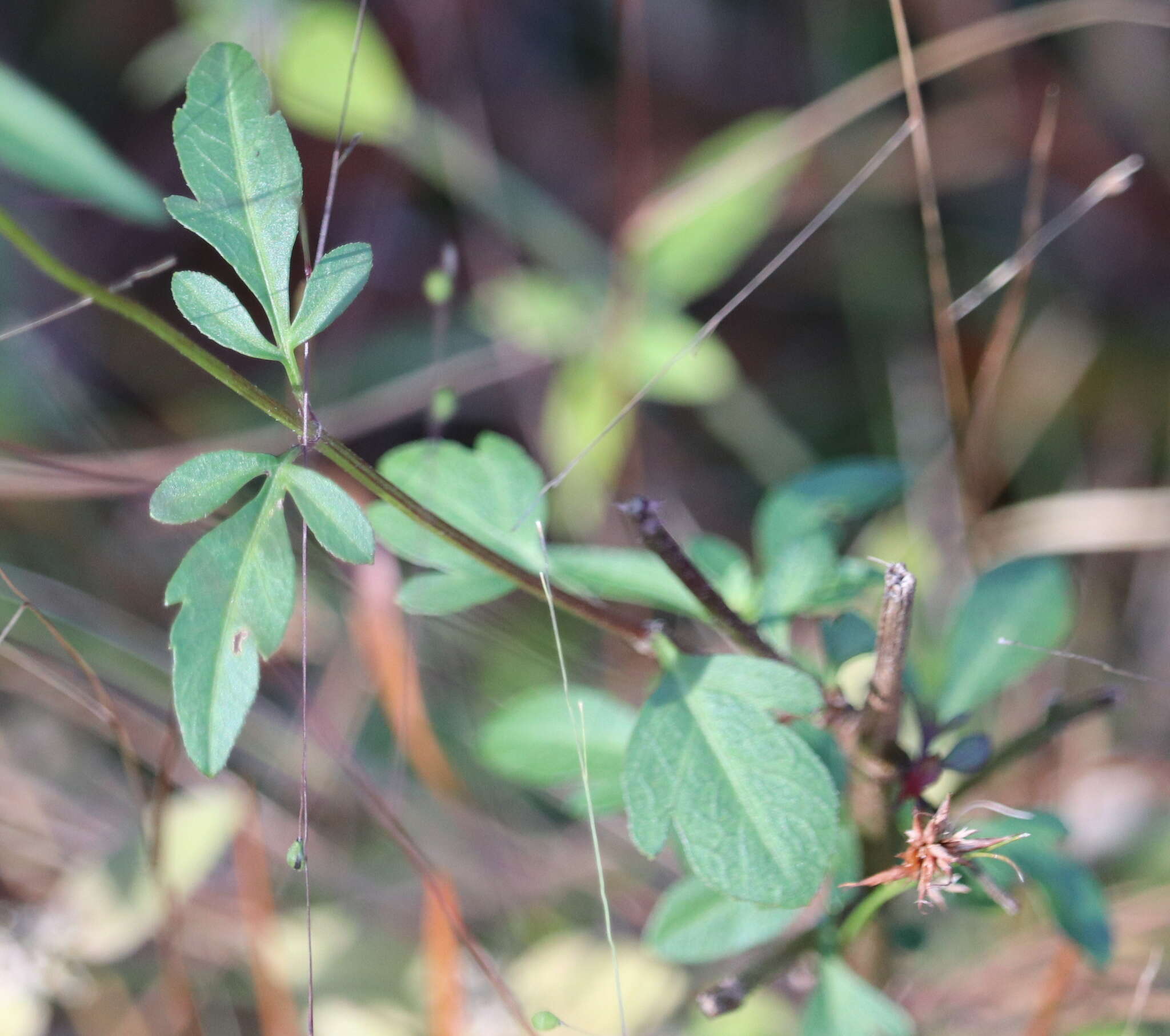 Image of Small-Fruit Beggarticks