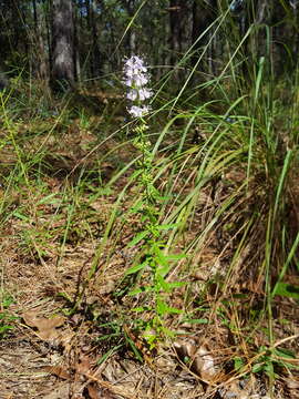 Image of Florida balm