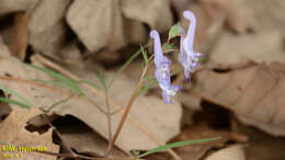 Imagem de Corydalis turtschaninovii Bess.