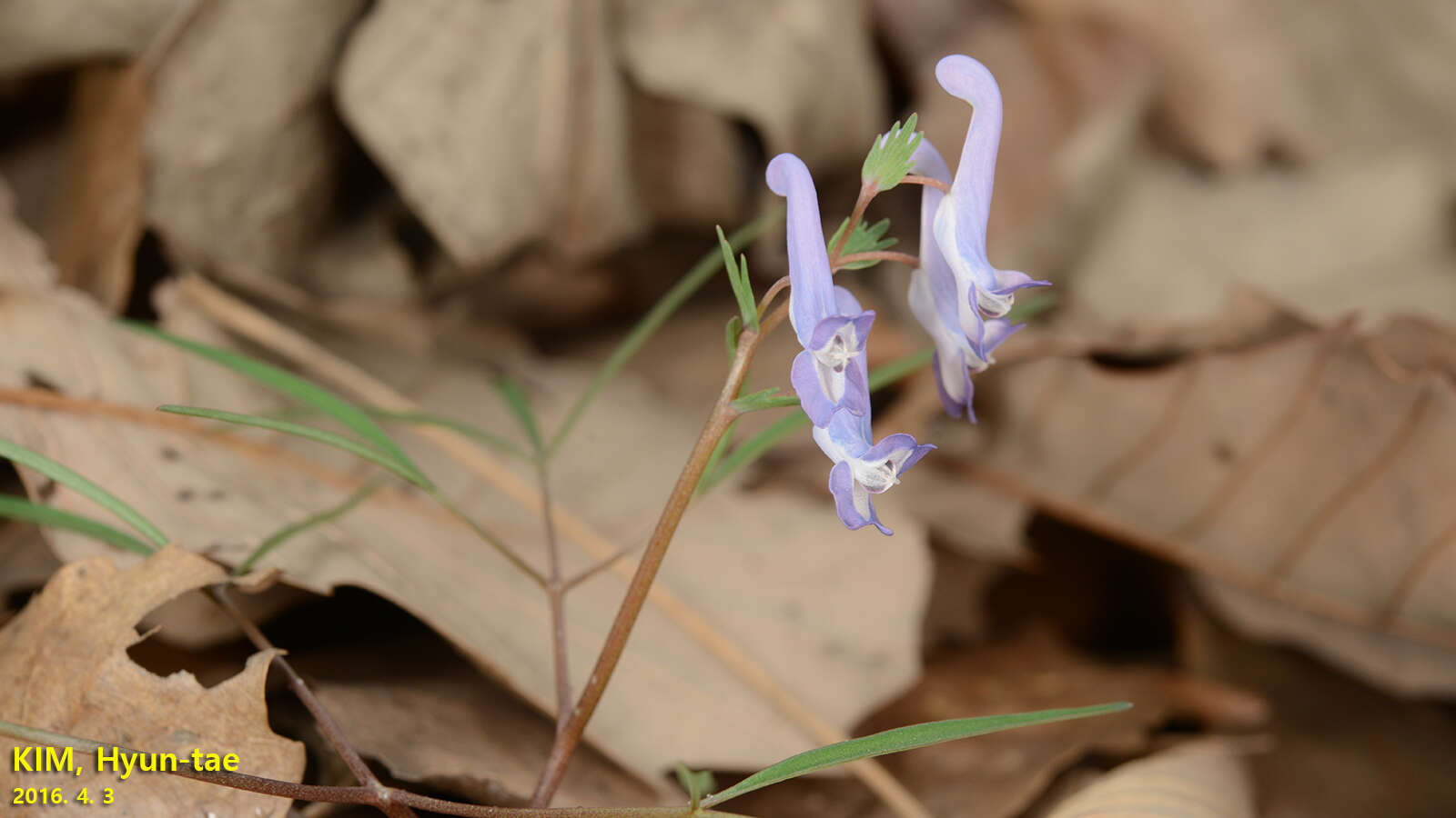 Imagem de Corydalis turtschaninovii Bess.