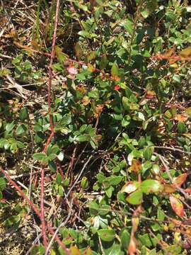 Vaccinium crassifolium Andr. resmi