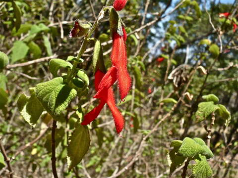 Image of Salvia gesneriiflora Lindl. & Paxton