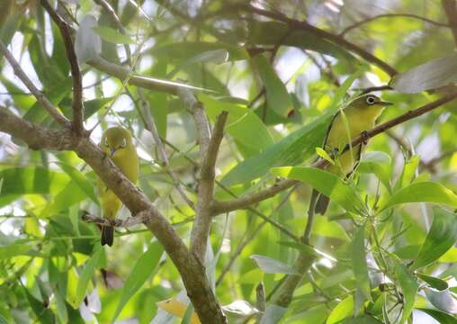 Image of Lemon-bellied White-eye